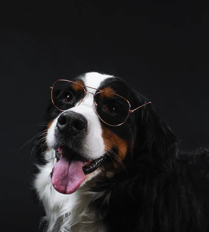 files/bernese-mountain-dog-wears-glasses_430x_430x_b62aa961-01eb-452a-aded-13adda5bfe2c.webp